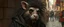 Placeholder: portrait of a hairy rock star wererat, fantasy art, style of Rembrandt,Dead drop discovery: While walking, a party member stumbles upon a small, blood-stained package hidden in a gutter. It contains a coded message to a cult of the Dead Three. 9-10 Parade of the Patriars: A noble's procession blocks the street with bone clubs. The crowd is forced to bow, and guards roughly shove anyone who doesn't move quickly enough.