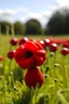 Placeholder: knitted poppy growing in yarn in a field