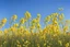 Placeholder: clear blue sky for top half, across Middle is canola flowers with canola stems branches and leaves below, rapeseed sharp focus, realistic