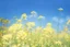 Placeholder: bottom half canola plants detailed, top half sky