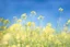 Placeholder: bottom half canola plants detailed, top half sky