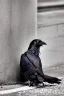 Placeholder: One single mature homeless crow with worn out clothes, sitting in a corner on the street, guitar standing on the left side, Vienna, mourning, perfect iris, model style, hyper realistic, extremely accurate, delicate, extremely detailed, Graphic novel style, wide-angle, open aperture, superfine pencil