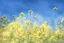 Placeholder: bottom is detailed canola flowers blooming with green stems, top is sky, photography,