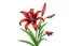 Placeholder: Western Red Lily plant,illustration on white background, vignette