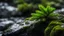 Placeholder: Close up of a fir tree branch on a wet rock,moss,high details,dark place