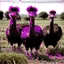 Placeholder: ostriches animals