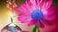 Placeholder: Surreal Waiizii Flower under a glass sculpture unbrella, Art by Joshy Sly,