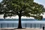 Placeholder: A 200-foot-tall tree with a face, across Lake Monona from the Monona Terrace Convention Center in Madison, Wi