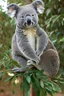 Placeholder: a circular sign with a koala