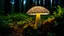 Placeholder: punctured paper illuminated mushroom in nature