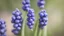 Placeholder: Grape hyacinths, close-up, blurred background