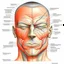 Placeholder: face muscles orawinditionalatterns