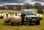 Placeholder: lots of sheep jumping on each other with mechanic, portrait of a broken mechanic, mixed body hybrid part big (sheep), fixing (far away old land rover 4x4 discovery 2) in the countryside