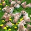 Placeholder: Hamster heaven