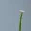 Placeholder: tiny delicate long stem flower, beautiful composition, centered in frame, pastel colors, plain solid color, highly intricate, extremely ornate, highly detailed, photorealistic, chiaroscuro, aesthetic layout, monochrome pantone, minimalist photography, hyper realistic, octane render, minimalist art