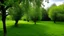 Placeholder: trees in the middle of the garden close to camera, apple tree on the left plum tree on the right cherry tree in the middle in the on the green grass