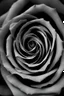 Placeholder: Abstract Close up of a black rose, inside the rose is a faint image of a beautiful woman, highly realistic, Gothic, sad, 8k quality, abstract background