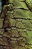 Placeholder: Lizard skin close up