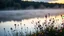 Placeholder: A serene lakeside at dawn with mist rising from the water, surrounded by blooming wildflowers and softly glowing fireflies. Photographic quality and detail, award-winning image, beautiful composition.