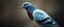 Placeholder: big ass pigeon portrait, with background in the style of escher and giger, a chill contrapunctus fugue in the style of fsol, beethoven, goa trance breaks, dancefloor drum and bass,
