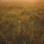 Placeholder: single long stem wild flower in a field, soft focus, award winning landscape photography, nature photography, r/mostbeautiful