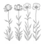 Placeholder: set of grow wind flower on the grace bouqute, SIMPLE ONE lineS art, white background, minimalis, different view, only white bakcground solid.