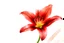Placeholder: Western Red Lily, watercolor on white background
