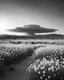 Placeholder: ULTRA REALISTIC, B&W Photograph, Atomic cloud made of WHITE FLOWERS, in the distance in the desert, at Golden Hour, cinematic, cinematic shot, dynamic composition, details, intricate detail, professional lighting, film lighting, 35mm, anamorphic, lightroom, cinematography, bokeh, lens flare, film grain, hdr10, 8k, Roger Deakins, incredibly detailed, reflect, sharpen