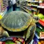 Placeholder: turtle and supermarket