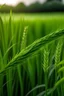 Placeholder: rice plant image