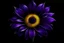 Placeholder: create purple sunflower and black backround