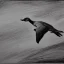 Placeholder: monochrome drawing of a soaring snow goose