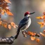 Placeholder: woodpecker in a wonderful autum ligth