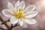 Placeholder: close-up of an almond flower , blurred background, bright side lighting.