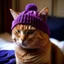 Placeholder: red cat wearing a purple hat