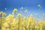 Placeholder: clear blue sky for top half, across Middle is canola flowers with green canola stems branches and leaves below, rapeseed sharp focus, realistic