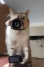 Placeholder: cat taking a picture with a camera