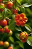 Placeholder: A big fruit tree that grows up to 38 feet (11.6 meters) tall. It has orange leaves with smooth edges, and branches that are short, rigid and upright. In early spring, it produces dozens of large, red blossoms with pleated petals. They detach easily and have a delicate scent that smells like baby powder. In mid-autumn it produces tiny, perforated fruit. The fruit's skin is violet, and the flesh is pink. --- Fact: It is very resistant to fire damage.