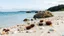 Placeholder: sandbank with shells and sea urchins, rocks and forest in the distance,