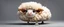 Placeholder: fluffy snail sheep gremlin