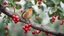 Placeholder: a Bird on the tree with red fruits