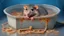 Placeholder: Pet rat in pizza sauce tub