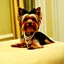 Placeholder: A female Yorkshire Terrier named Coco Chanel Mademoiselle.