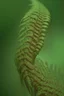 Placeholder: Fern creature, hyperrealistic cinematic, extreme closeup, sharp focus, detailed and intricate, cinematic composition