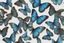 Placeholder: papillon morpho