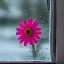 Placeholder: a flower behind a frosted window pane