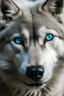 Placeholder: wolf with white hair and blue eyes