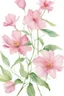 Placeholder: watercolor painting of closeup of pink flowers in isolation on white background, highly realistic details, strong contrast, clear details, central composition, minimalistic, masterful, skillfully painted, realistic colors, vivid colors, white background