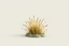 Placeholder: Isolated concept art of low poly stylized alien dry grass on a plain neutral background. Simple low-poly design with minimal details