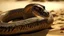 Placeholder: Highly detailed medium shot of a snake, sand, hot, scales, tail, rattle, sun